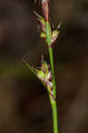 Blue Ridge sedge